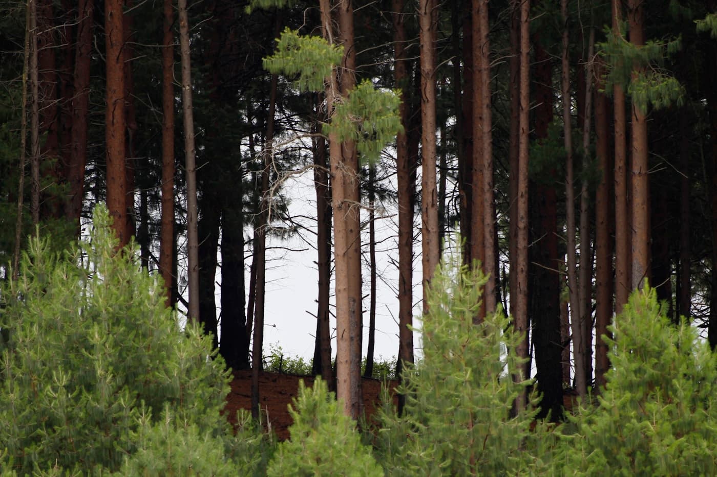 Southern pine stand — loblolly and longleaf