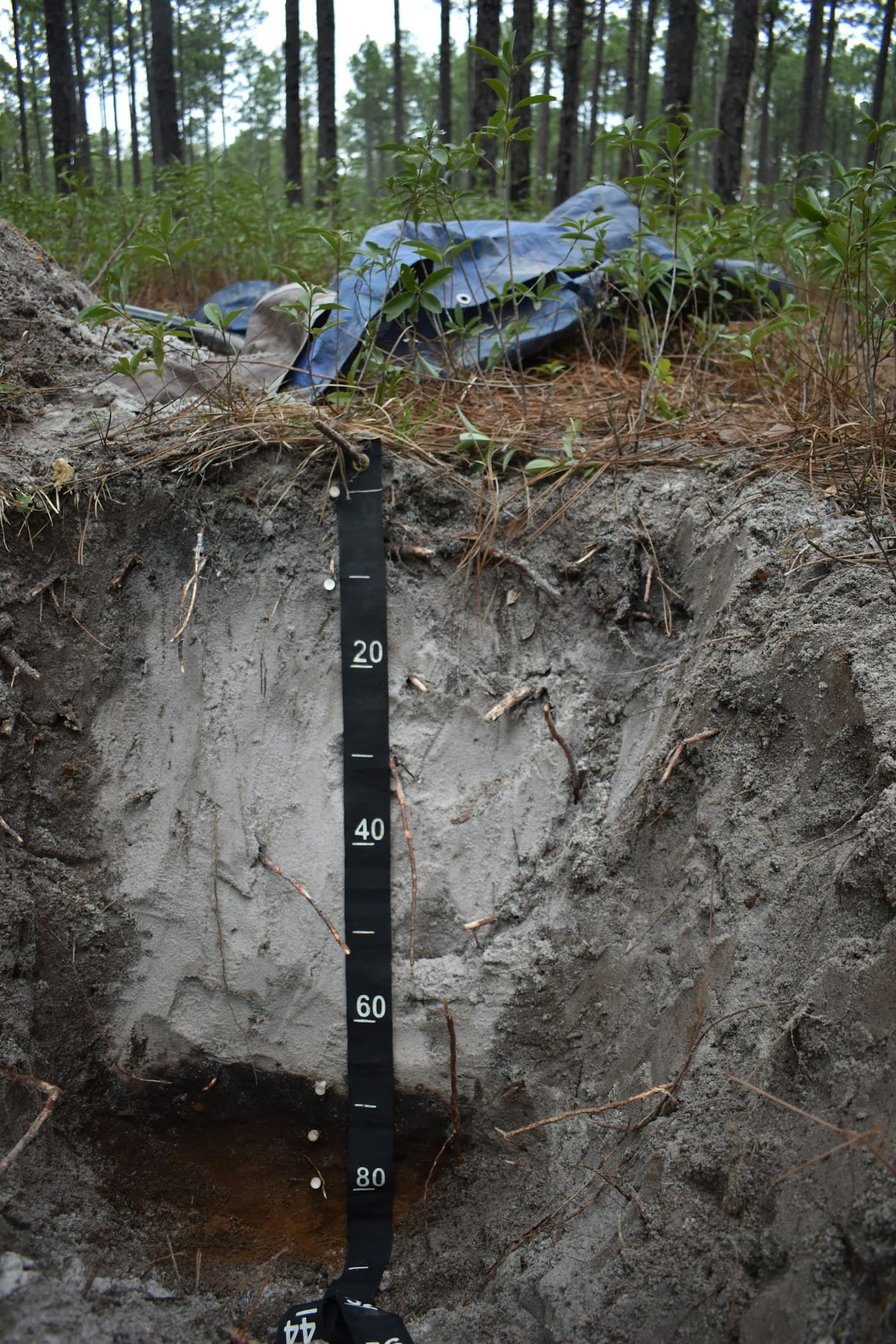 Summers Forestry — North Florida timberland